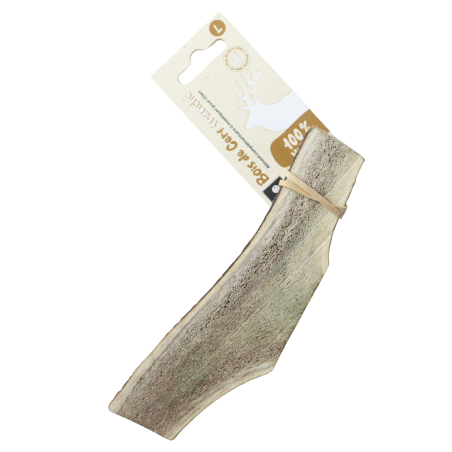 Bois de cerf tranché - taille L