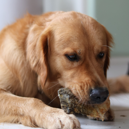 Peau de carpe - 1 Kg