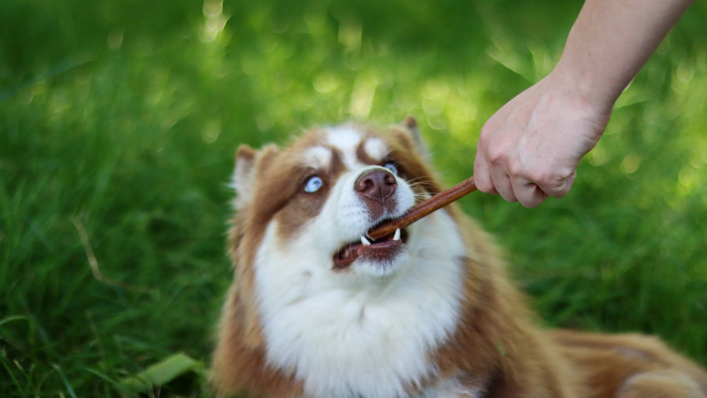 Pourquoi donner des friandises à son chien ?