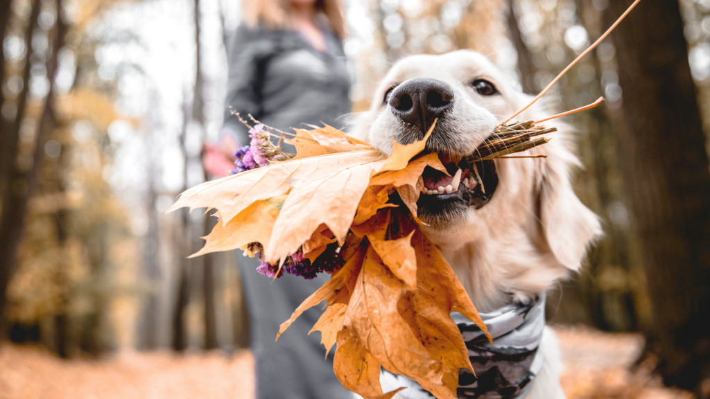 Les dangers de l'automne pour nos animaux