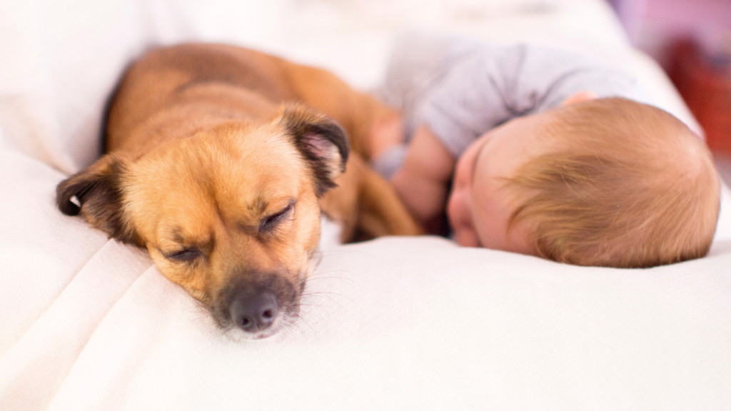 Préparer la rencontre d'un nouveau-né avec son chien