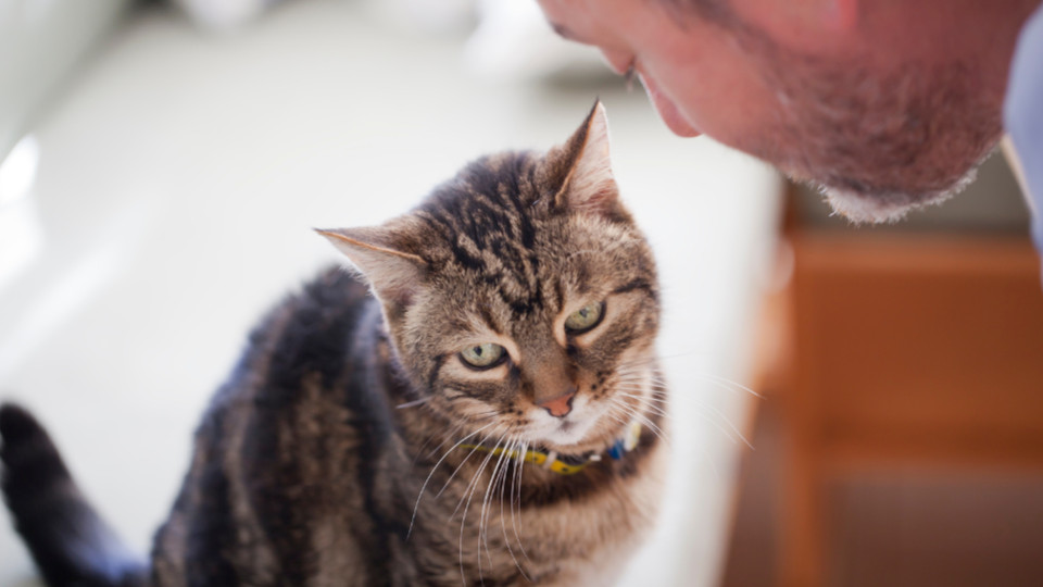 Comment prendre soin de son chat senior ?