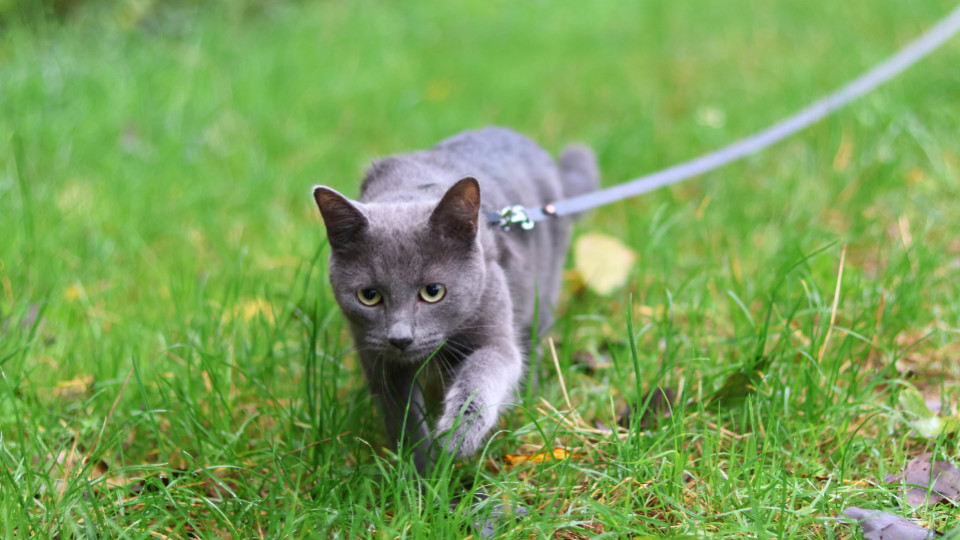 Prévenir l’insuffisance rénale chez les chats