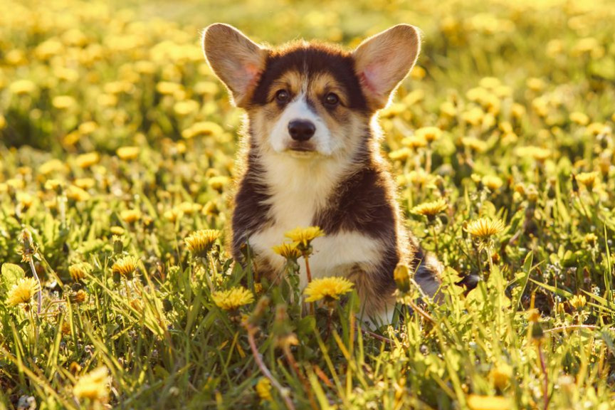 Tout ce qu'il faut savoir avant d'adopter un Corgi