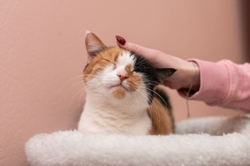 Une étude révèle le ton de voix préféré des chats