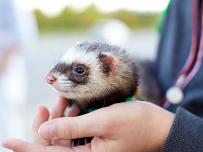 Comment bien respecter les besoins de son furet