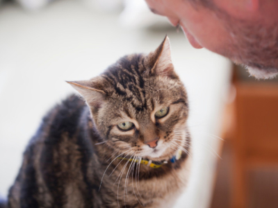 Comment prendre soin de son chat senior ?