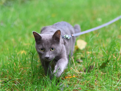 Prévenir l’insuffisance rénale chez les chats