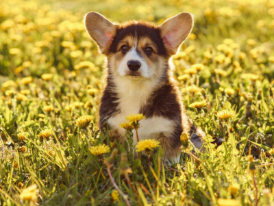 Tout ce qu'il faut savoir avant d'adopter un Corgi