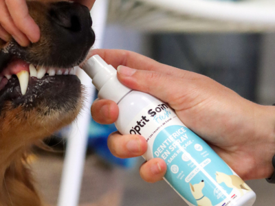 L'importance de l'hygiène bucco-dentaire chez les chiens