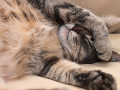 Top 5 des races de chats les plus calmes