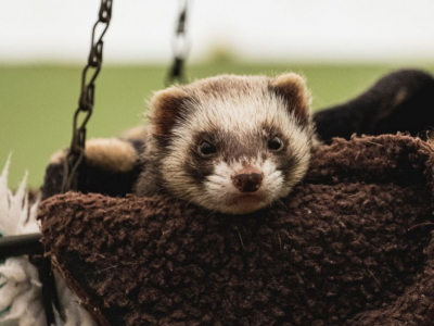 Guide avant d’adopter un furet : les étapes essentielles